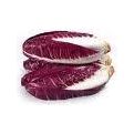 Salad Red Long Chicory (Min. 4 Kg)